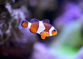 Jenis Ikan Hias Air Laut Badut Clownfish