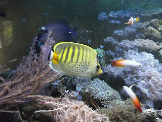 Jenis Ikan Hias Air Laut Butterfly Fish