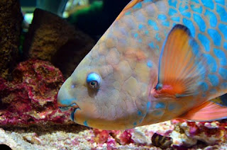 Jenis Ikan Hias Air Laut Kakaktua atau Parrotfish