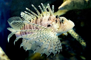 Jenis Ikan Hias Air Laut Lion Fish