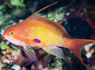 Jenis Ikan Hias Air Laut Lyretail Anthias