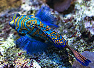 Jenis Ikan Hias Air Laut Mandarinfish