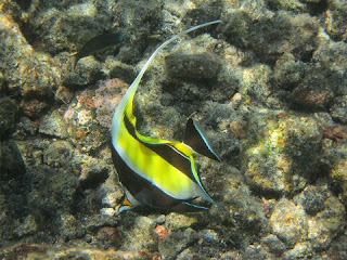 Jenis Ikan Hias Air Laut Moorish Idol