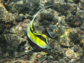 Jenis Ikan Hias Air Laut Moorish Idol