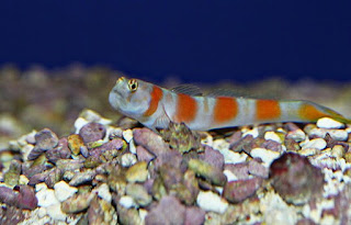 Jenis Ikan Hias Air Laut Watchman Gobies