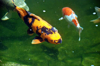 Jenis Koi Ki Utsuri