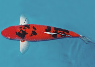 Jenis Koi Aka Bekko