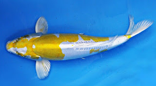 Jenis Ikan Koi Doitsu Hariwake