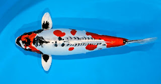 Jenis Ikan Koi Beni Kikokuryu