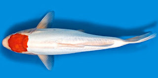 Jenis Ikan Koi Kikusui
