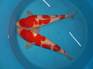 Jenis Koi Kohaku