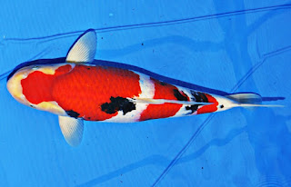 Jenis Ikan Koi Sanke