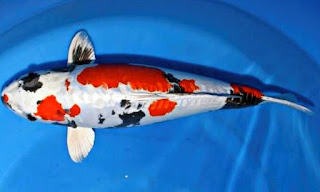 Jenis Ikan Koi Kin Showa
