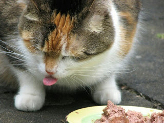 Makanan Kucing Anggora yang Alami Buatan