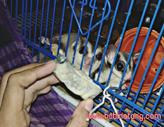 Makanan Sugar Glider yang Dilarang