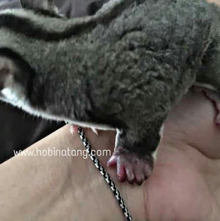 Cara Mengobati Kaki Sugar Glider Bengkak Beserta Penyebabnya