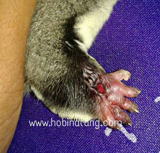 Cara Mengobati Kaki Sugar Glider Bengkak Beserta Penyebabnya