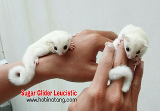 Perbedaan Sugar Glider Albino dan Leucistic