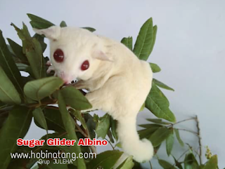 Perbedaan Sugar Glider Albino dan Leucistic