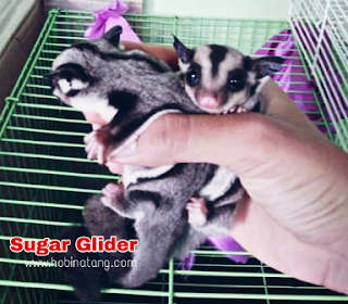 Ciri Ciri Sugar Glider