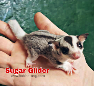 Perbedaan Sugar Glider dan Tupai Terbang