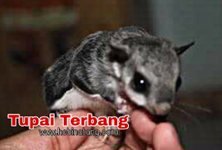 Perbedaan Sugar Glider dan Tupai Terbang