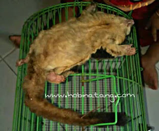 Penyebab Sugar Glider Mati Mendadak