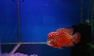 Ikan Louhan Super Red Synspillum