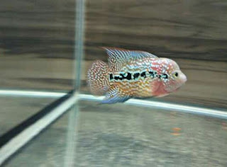 Ikan Louhan Jenis Rainbow King