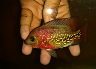 Ikan Flowerhorn Super Red Synspillum