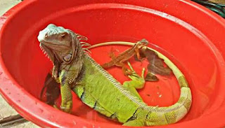 Cara Memandikan Iguana yang Benar