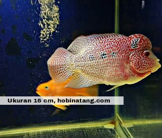 Jenis Ikan Louhan Cencu