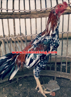 Jenis Ayam Bangkok Blorok