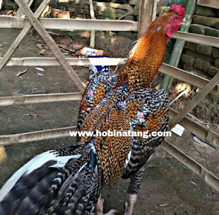Jenis Ayam Bangkok Jali