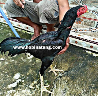 Jenis Ayam Bangkok Jragem