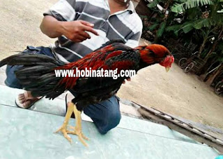 Jenis Ayam Bangkok Pakhoy