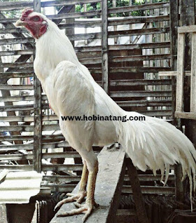 Jenis Ayam Bangkok Putih