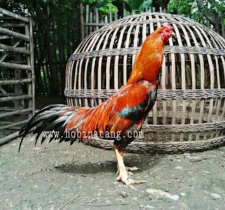 Jenis Ayam Bangkok Wangkas Terbaik