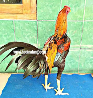 Jenis Ayam Bangkok Wiring