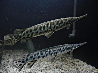 Jenis Ikan Aligator Florida Gar