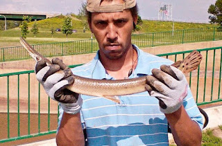 Ikan Aligator Jenis Shortnose Gar