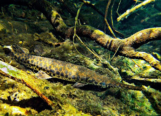 Ikan Aligator Jenis Spotted Gar