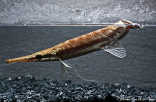 Jenis Ikan Aligator Tropical Gar