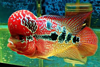 Jenis Ikan Louhan Golden Red