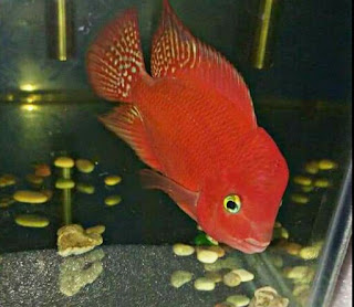 Jenis Ikan Louhan Red Monkey