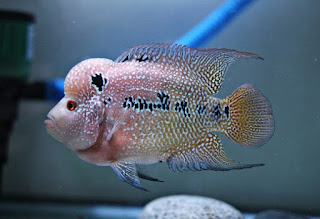 Jenis Ikan Louhan Kamfa