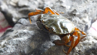 Umpan Mancing Ikan Bawal Malam Hari