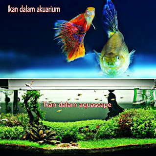 Apa Itu Aquascape