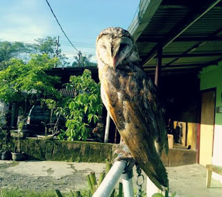 Cara Memandikan Burung Hantu Celepuk