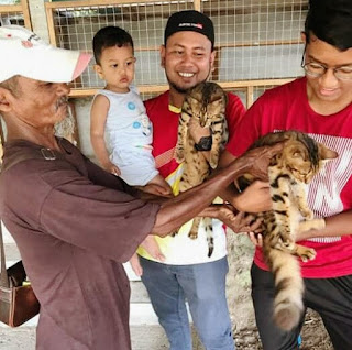 Cara Menjinakan Kucing Hutan Dewasa